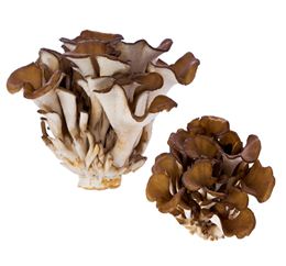 舞茸（灰树花）Maitake