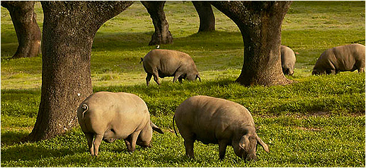 伊比利亚猪是如何成长的 追溯伊比利亚火腿的由来