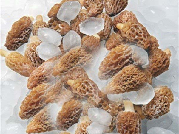 冻羊肚菌
