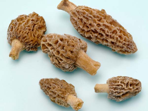 冻羊肚菌