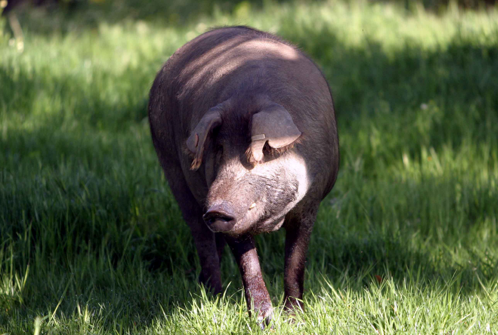 伊比利亚黑蹄猪