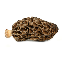 干羊肚菌Dry Morel