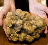 白松露 WhiteTruffle