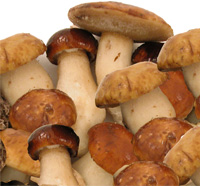 冻牛肝菌Porcini